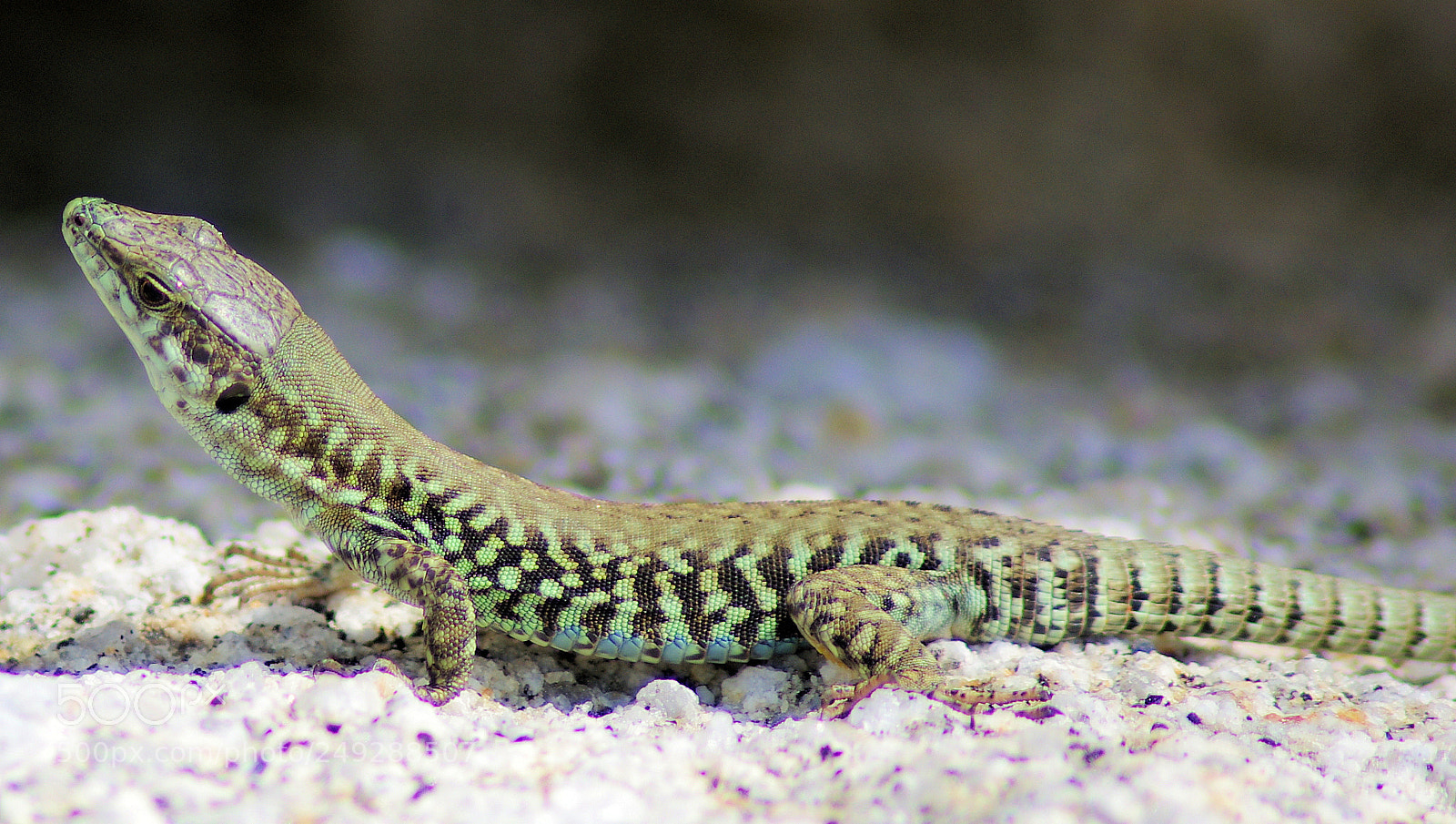 Pentax K-r sample photo. Lizard 2 photography