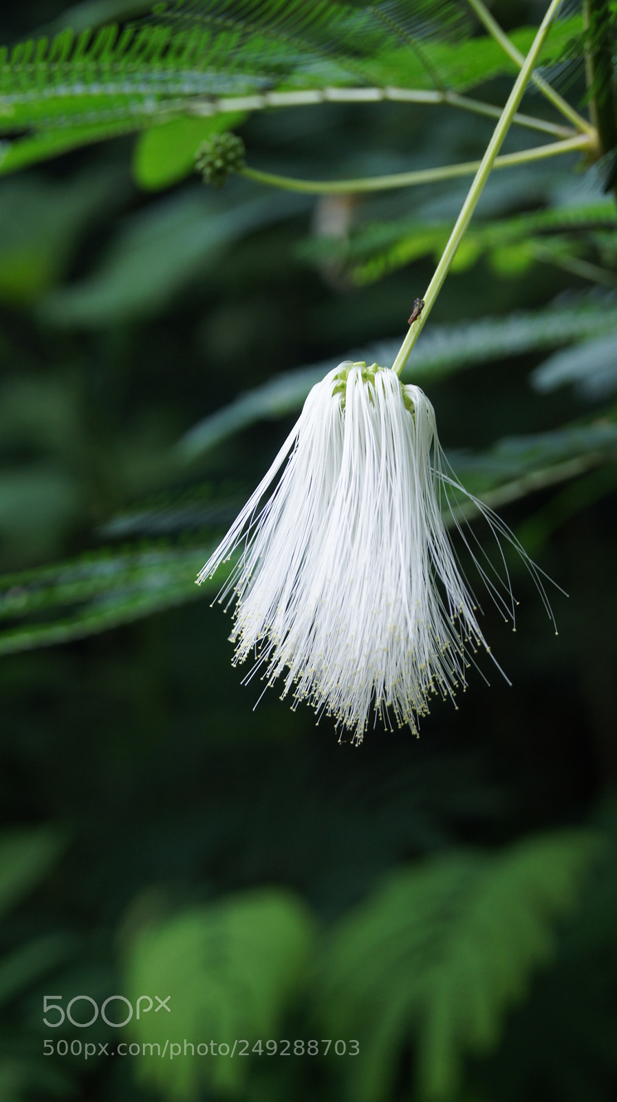 Sony SLT-A33 sample photo. White flower photography