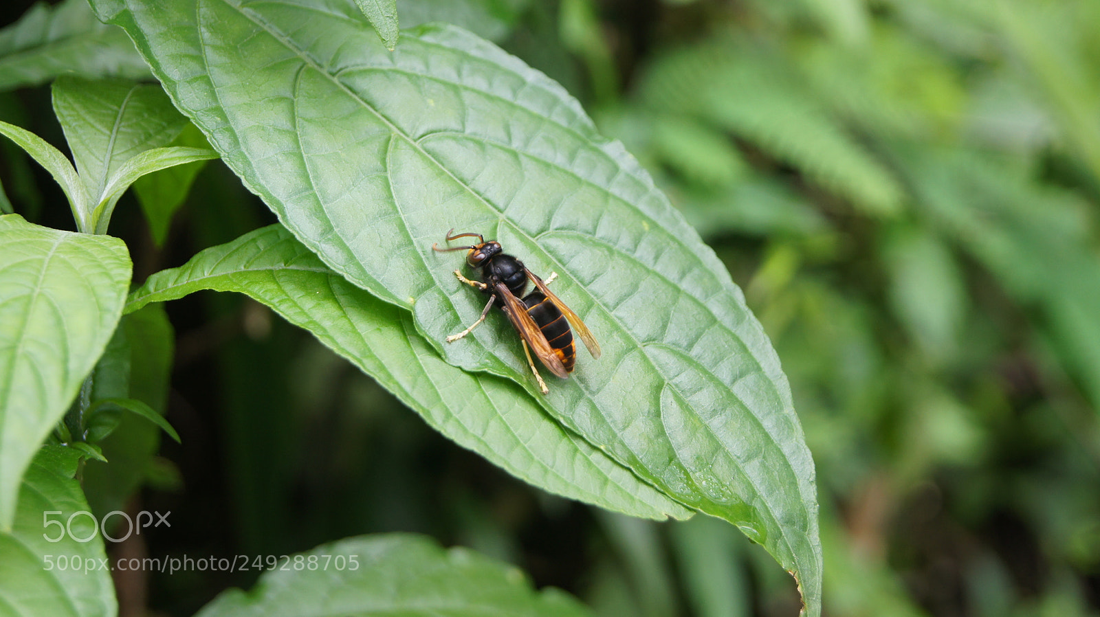 Sony SLT-A33 sample photo. Bug on the leaf photography