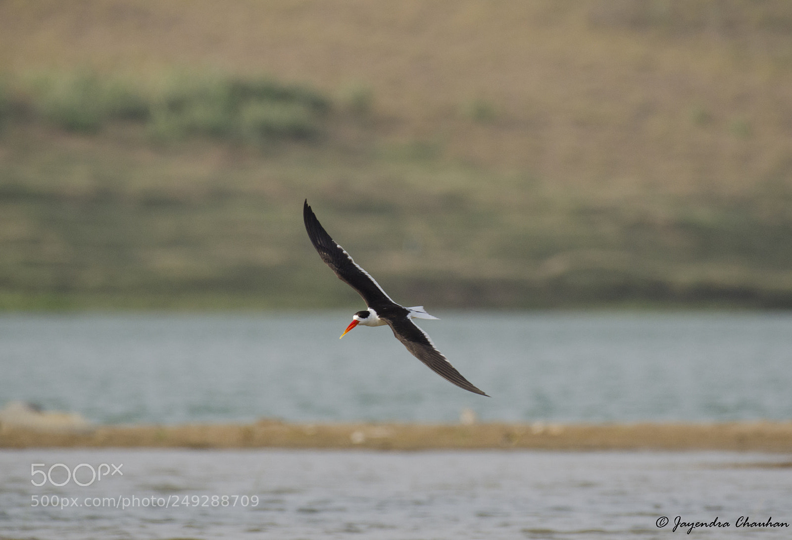 Nikon D5100 sample photo. Indian skimmer photography
