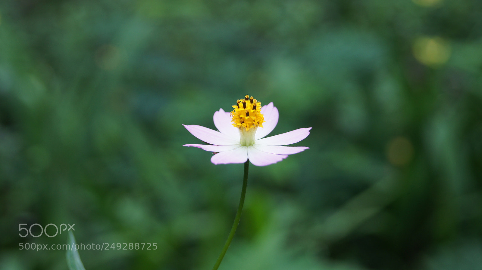 Sony SLT-A33 sample photo. Flower in the forest photography