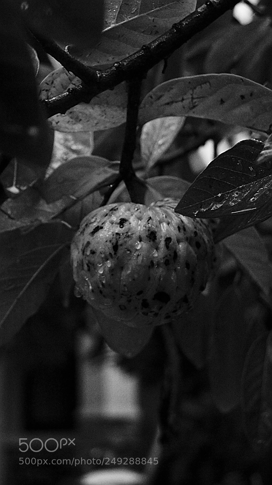 Sony SLT-A33 sample photo. Wet fruit photography