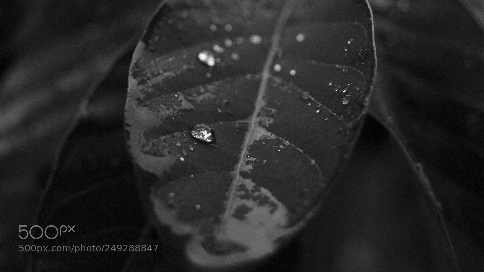 Sony SLT-A33 sample photo. Raindrop on leaf photography