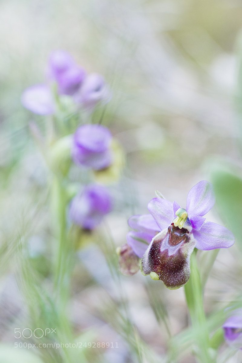 Canon EOS 60D sample photo. Untitled photography