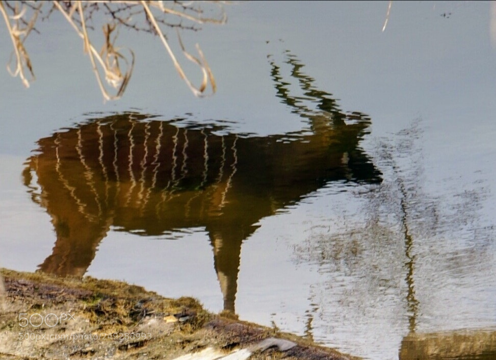 Sony Alpha NEX-5T sample photo. Bongo in the water photography