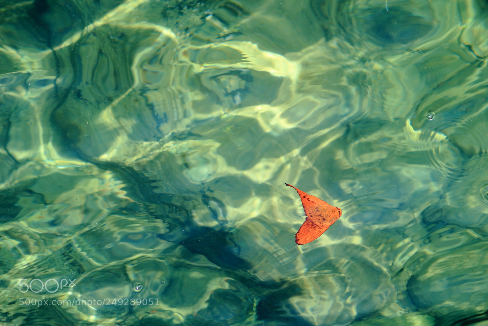 Canon EF-S 55-250mm F4-5.6 IS II sample photo. Floating photography