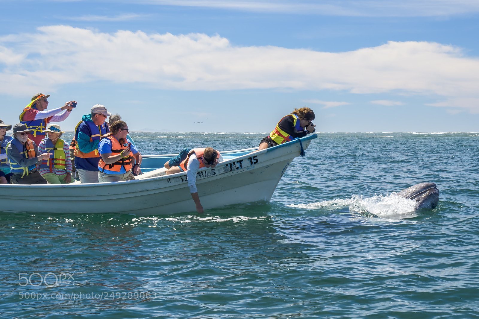 Nikon D500 sample photo. Whale watchers photography
