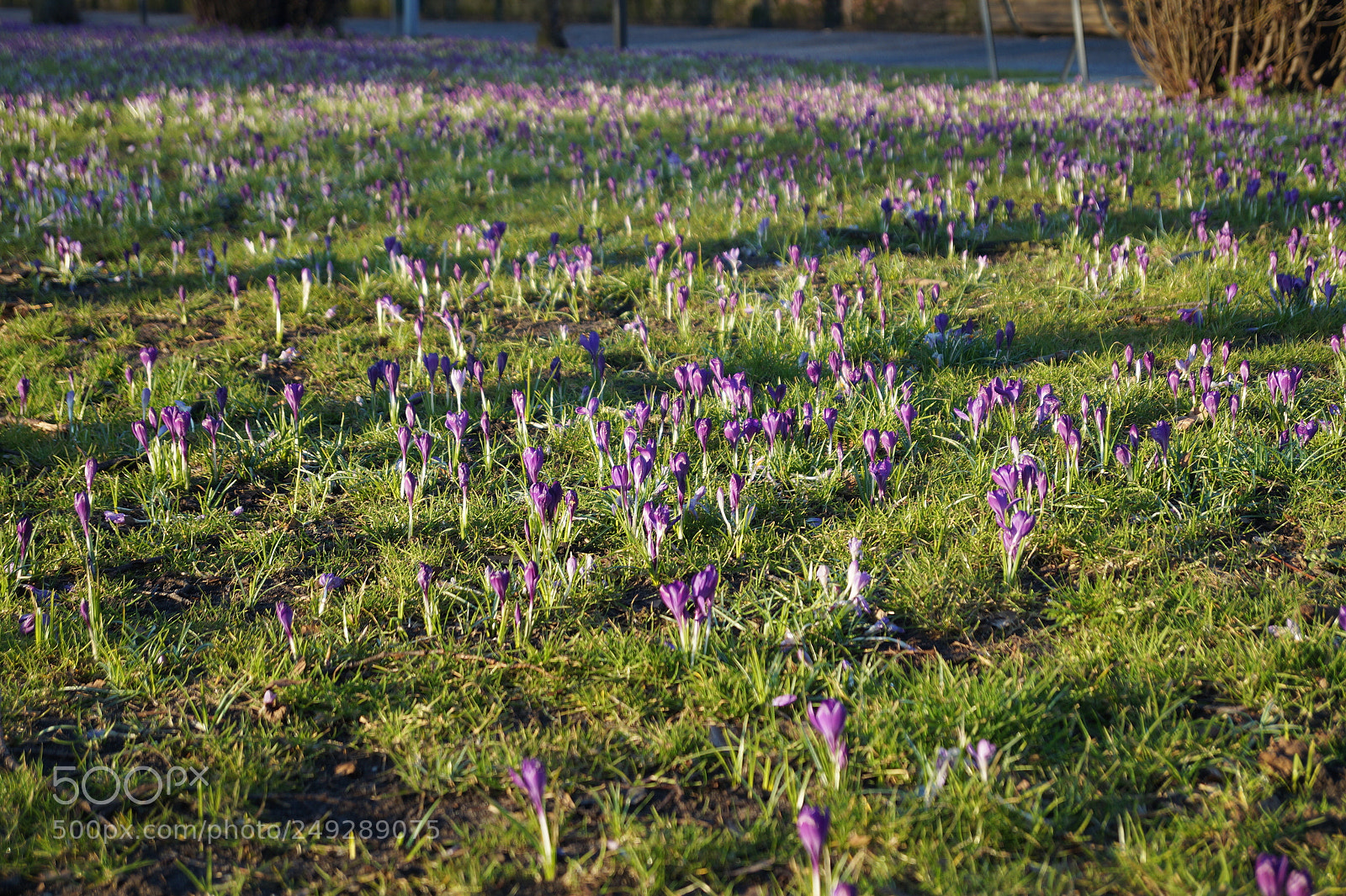 Sony SLT-A58 sample photo. Crocus field photography
