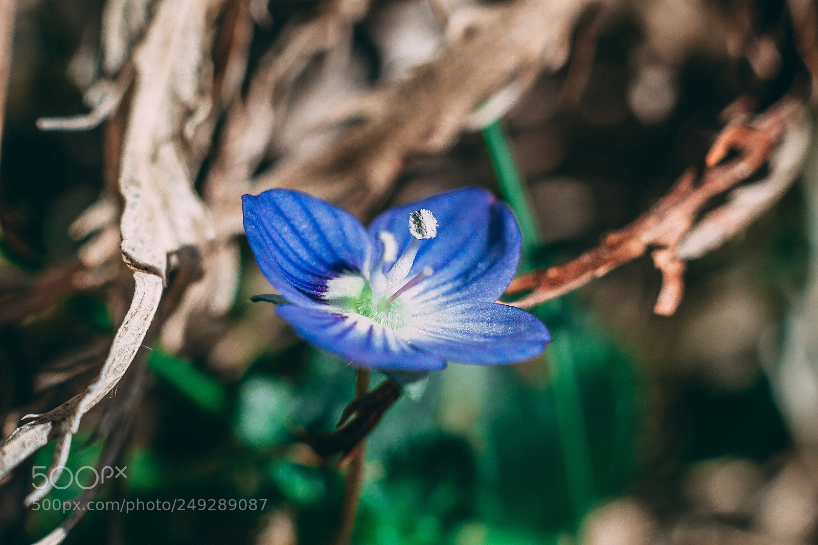 Canon EOS 7D sample photo. Spring is coming photography