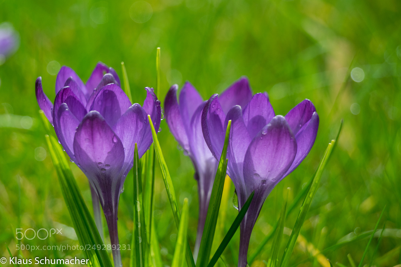 Nikon D5300 sample photo. Crocus photography