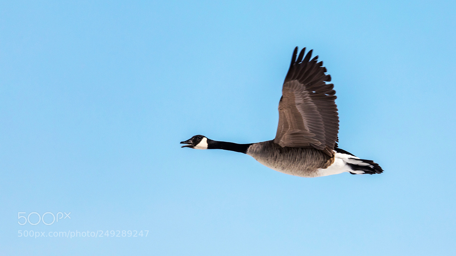 Canon EOS 5D Mark IV sample photo. Canada goose photography