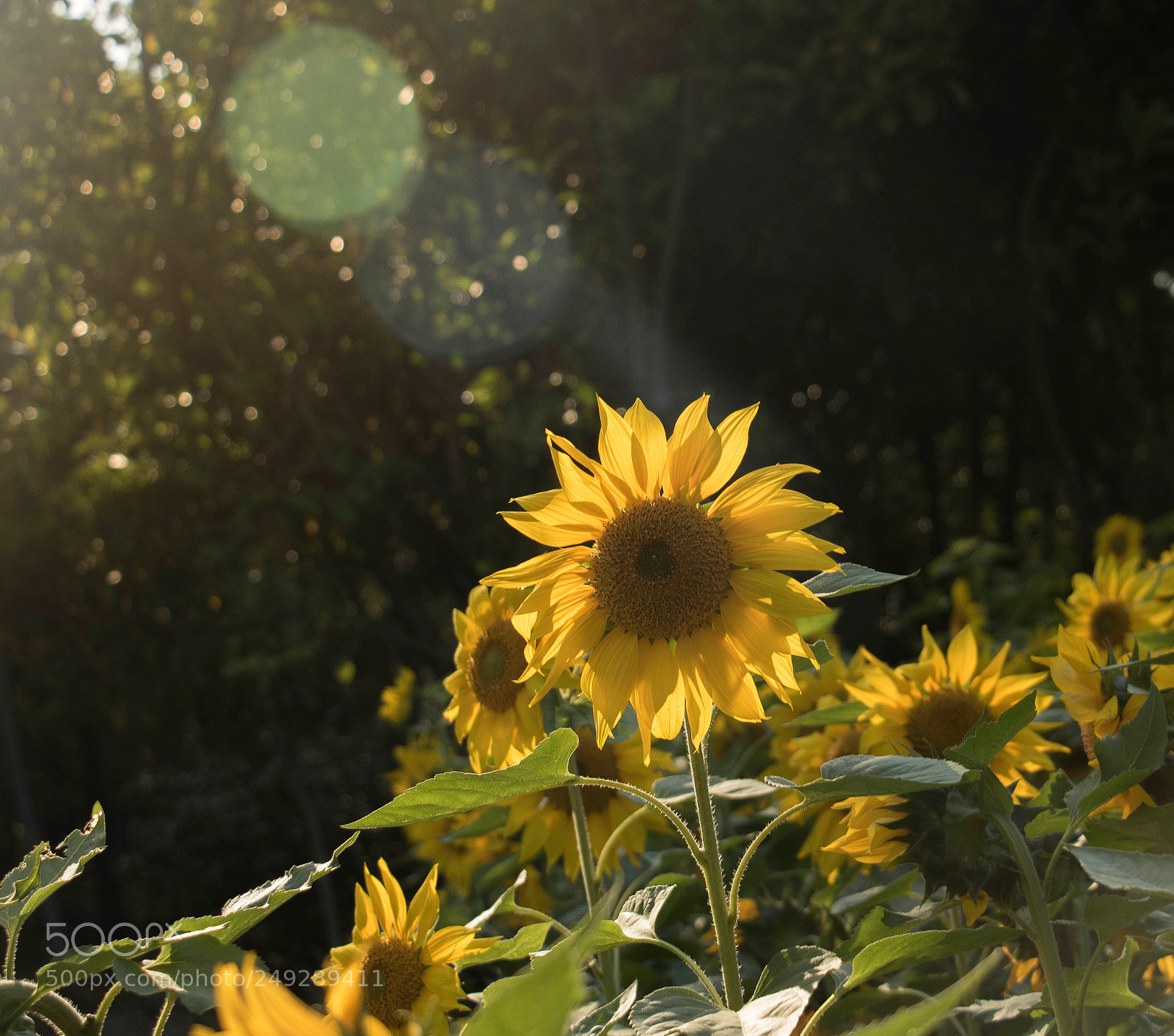 Canon EOS 760D (EOS Rebel T6s / EOS 8000D) sample photo. Helianthus annuusl. & 向日葵 photography