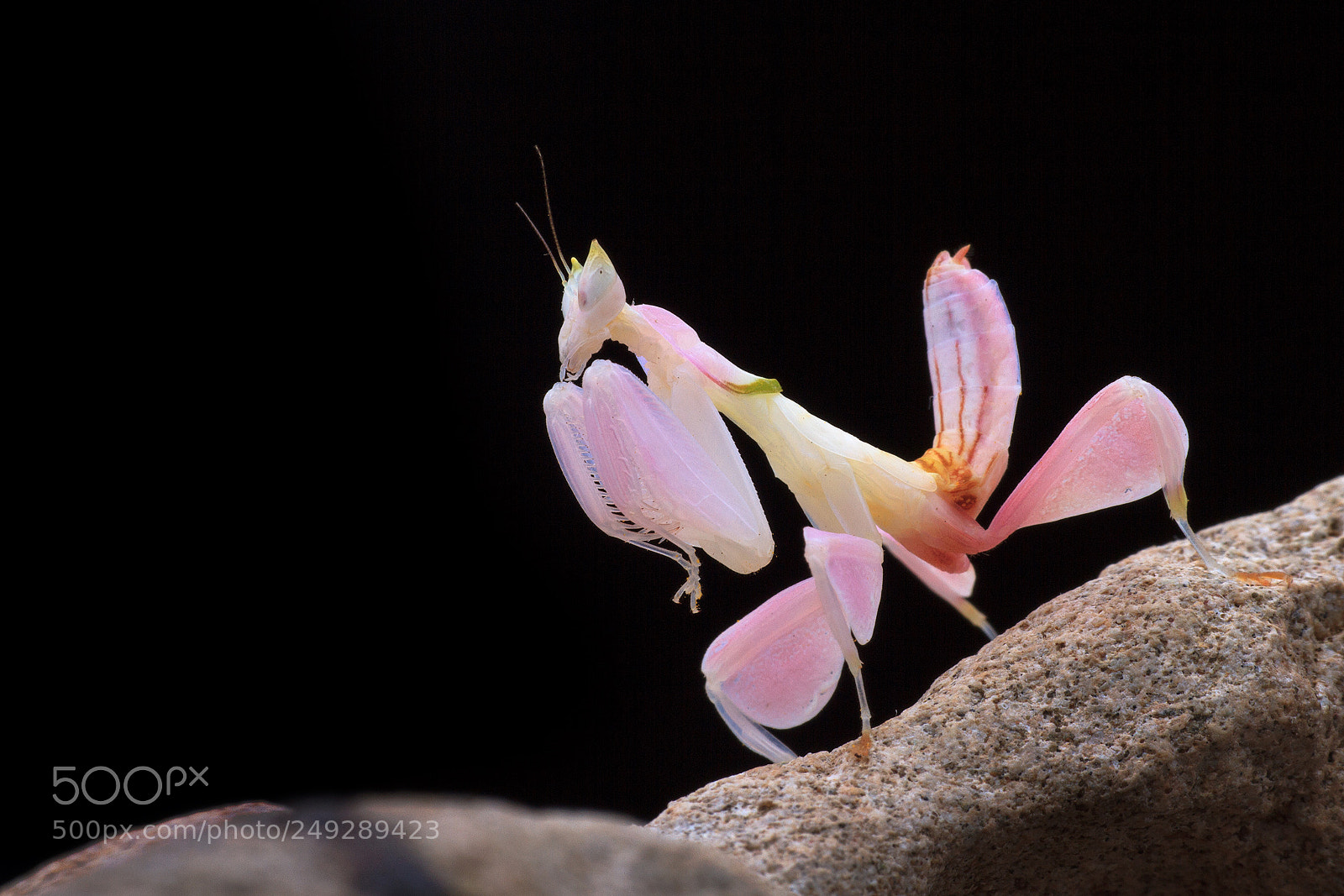Canon EOS 7D sample photo. Mantis, orchid mantis, pink photography