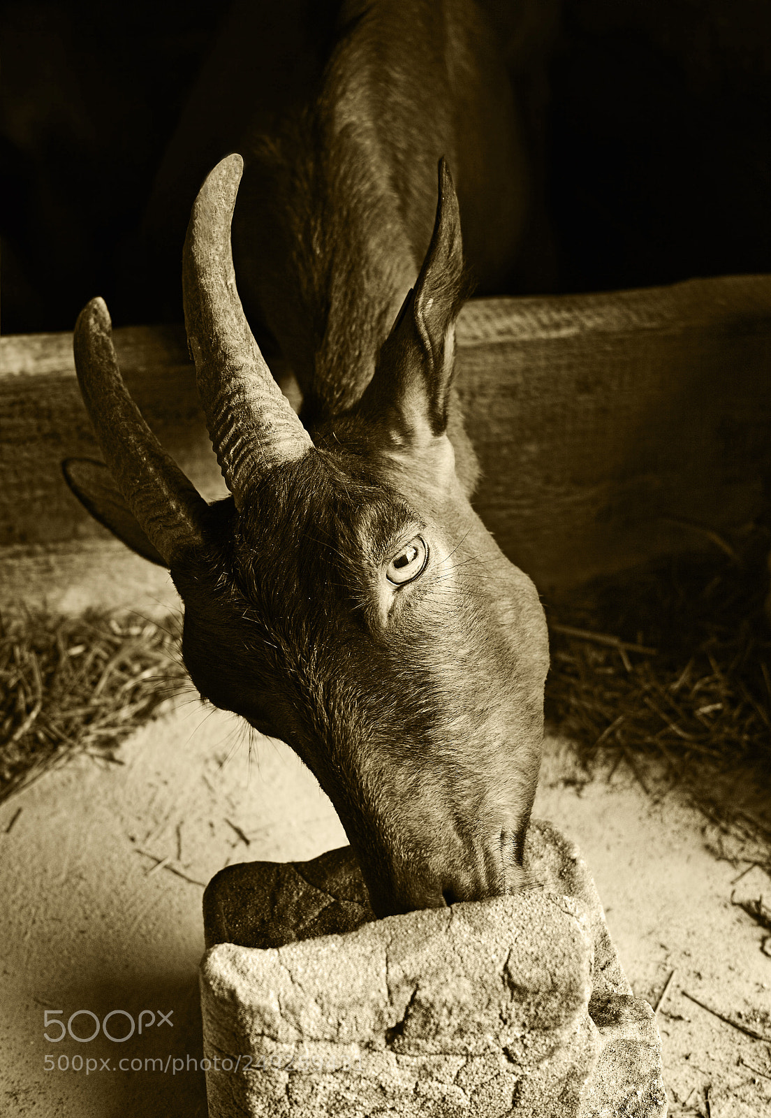 Sigma DP2 Merrill sample photo. Goat and the block photography