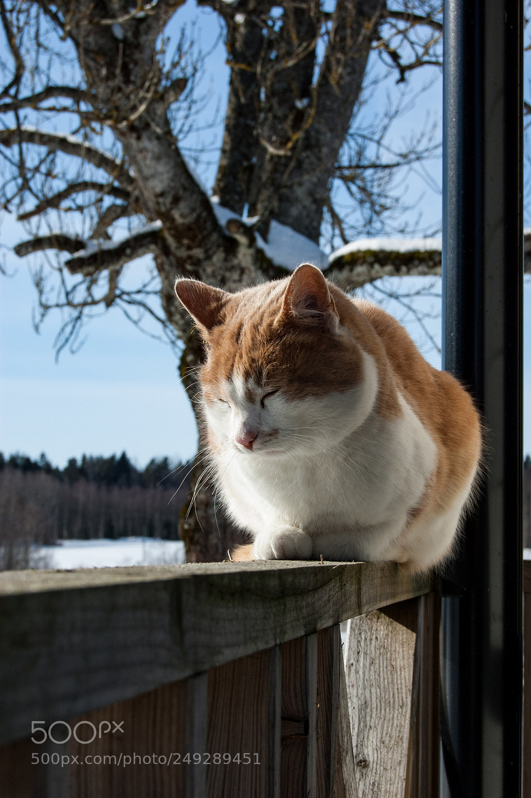 Nikon D40 sample photo. Warming sun photography