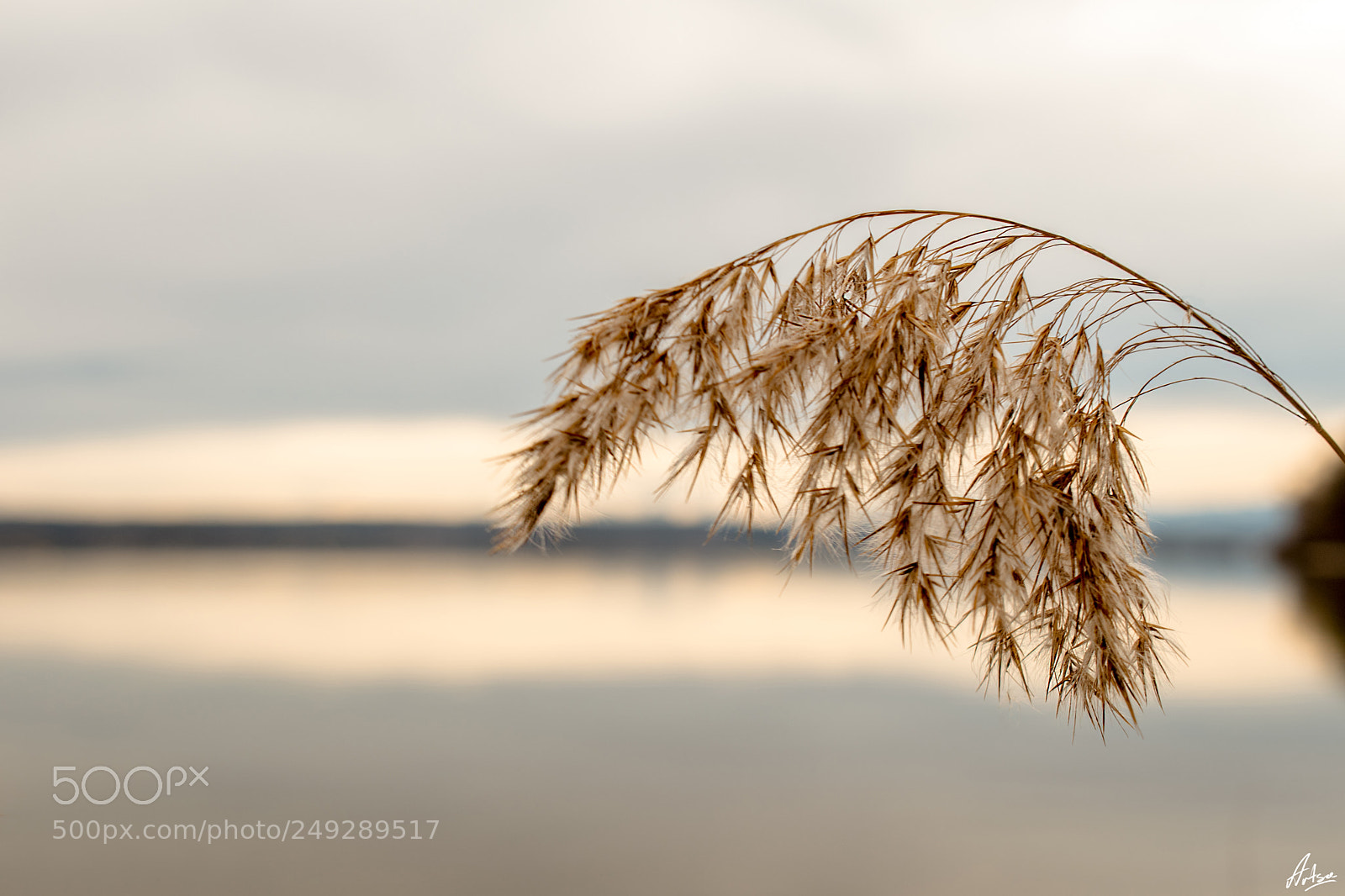 Nikon D5500 sample photo. Golden vibes photography