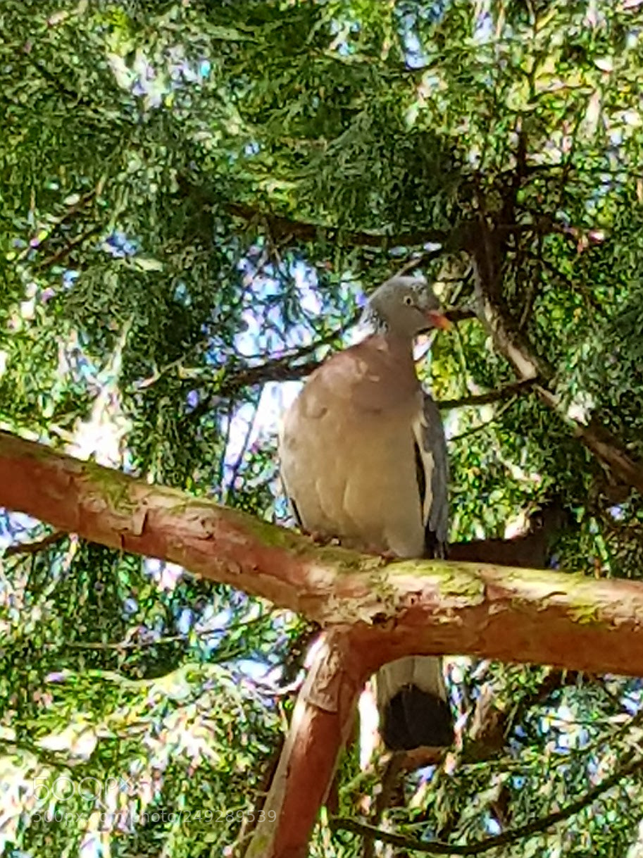 Samsung Galaxy S8 sample photo. Untitled photography