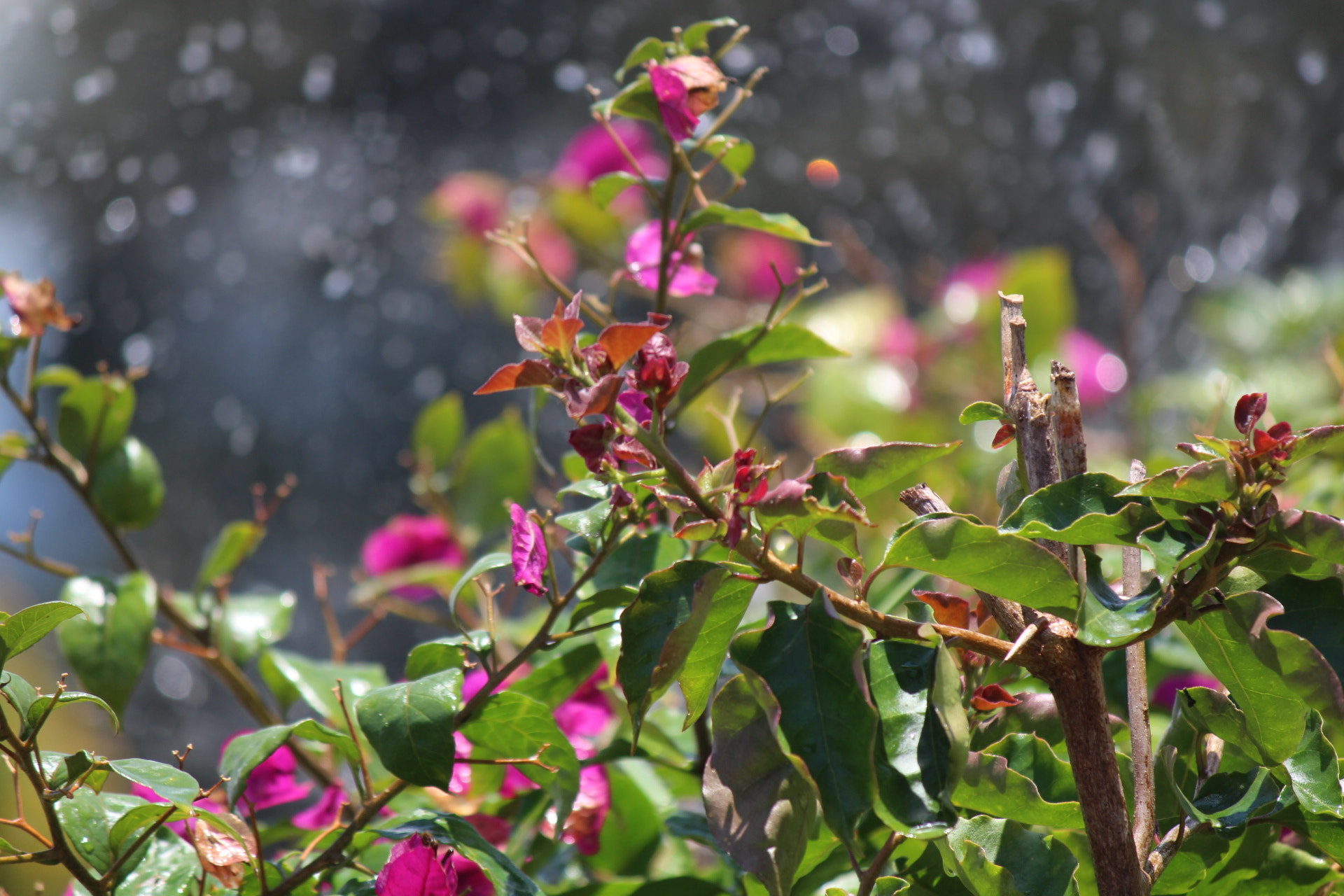 Canon EF-S 55-250mm F4-5.6 IS II sample photo. Img photography
