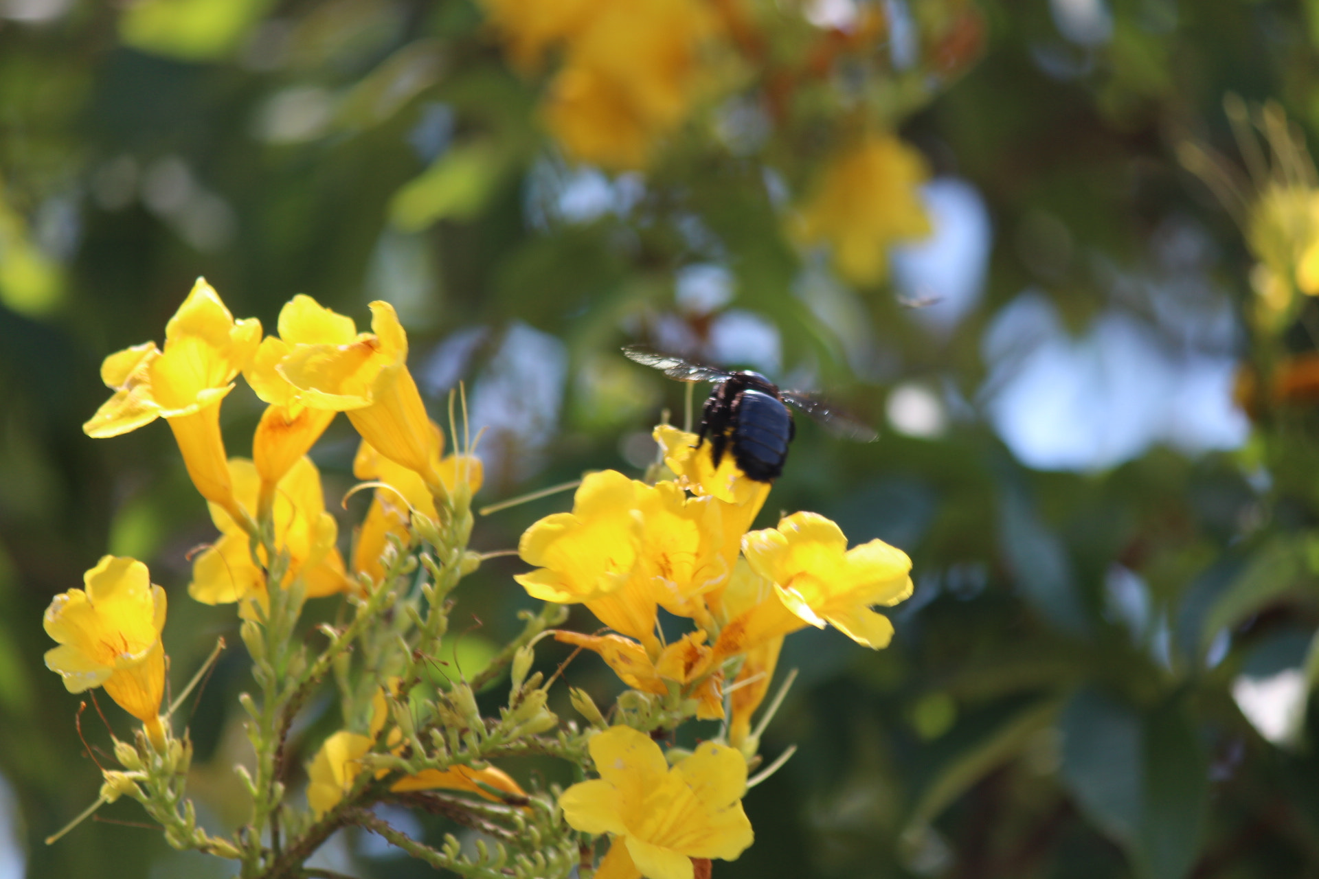 Canon EF-S 55-250mm F4-5.6 IS II sample photo. Img photography
