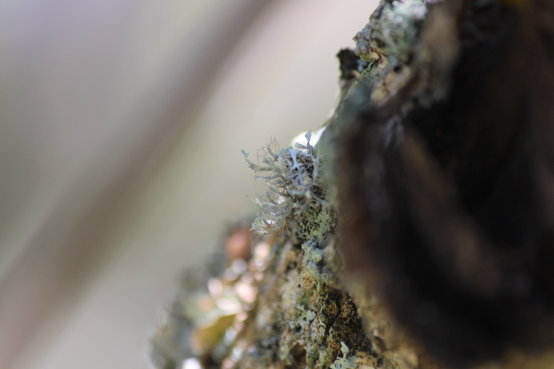Canon EF-S 55-250mm F4-5.6 IS II sample photo. Img photography