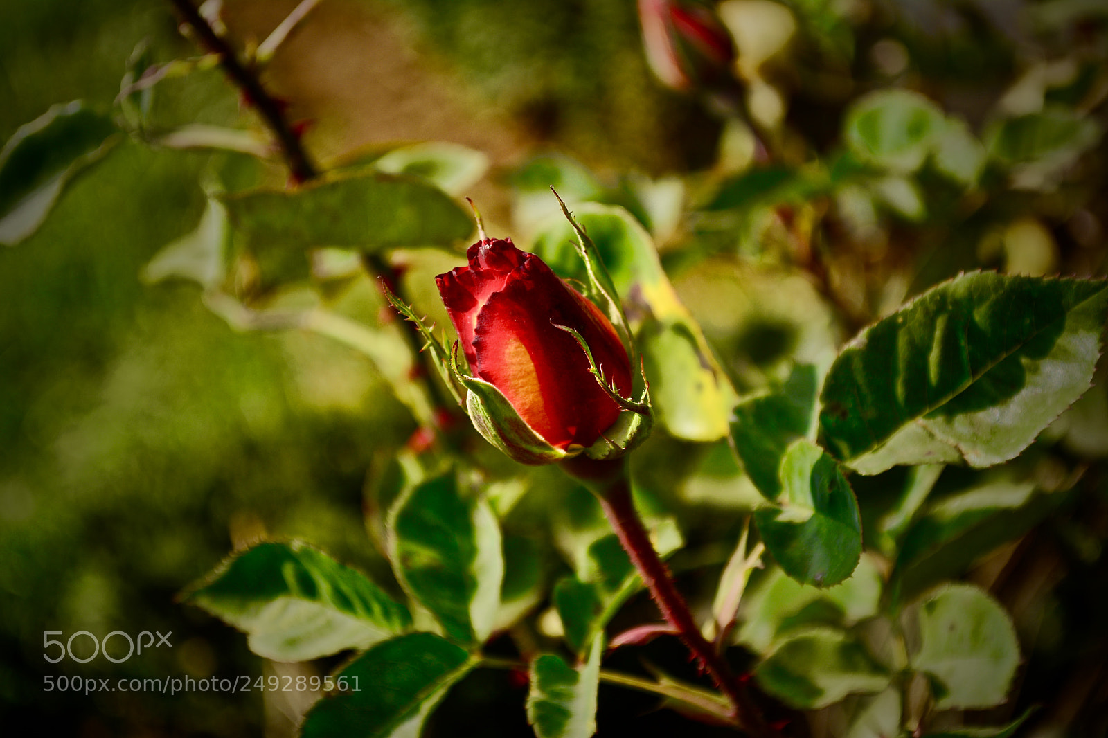 Nikon D5200 sample photo. Rose beauty photography