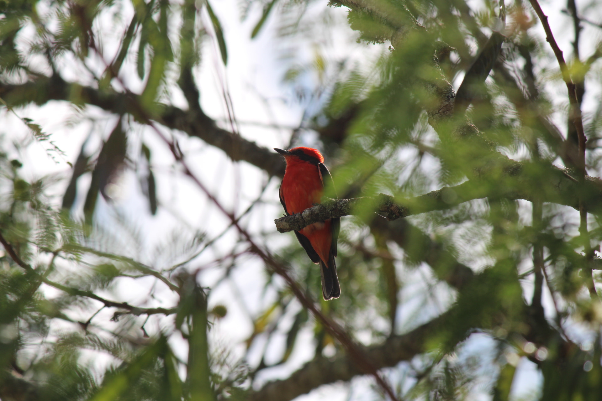 Canon EF-S 55-250mm F4-5.6 IS II sample photo. Img photography
