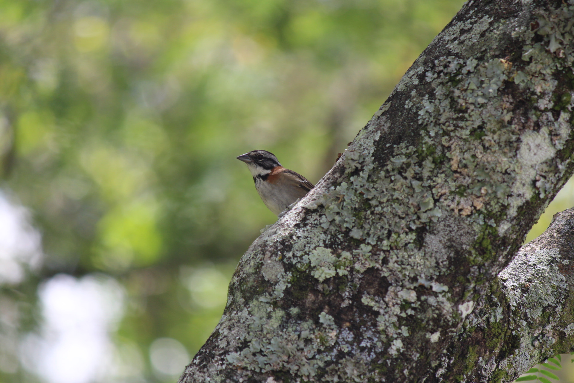 Canon EF-S 55-250mm F4-5.6 IS II sample photo. Img photography