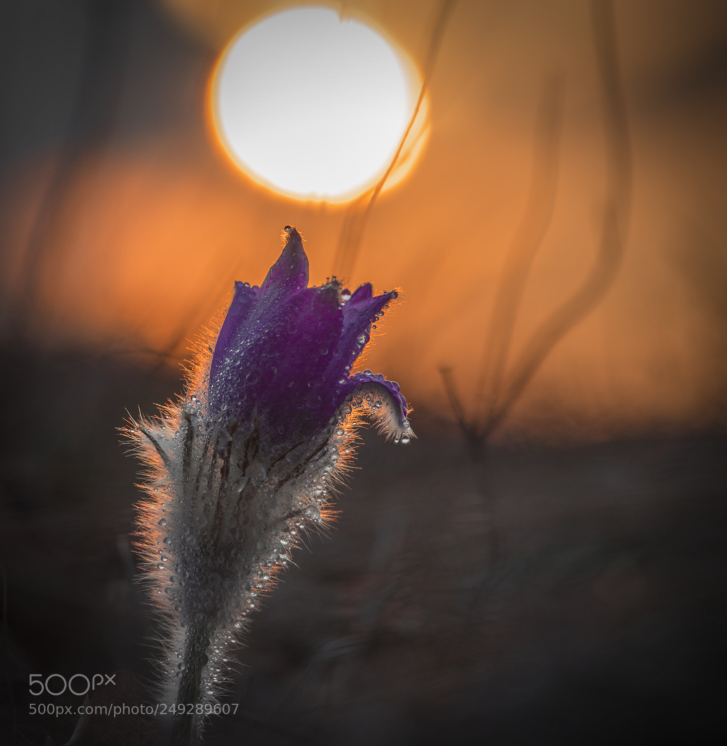 Nikon D610 sample photo. Sunset drops photography