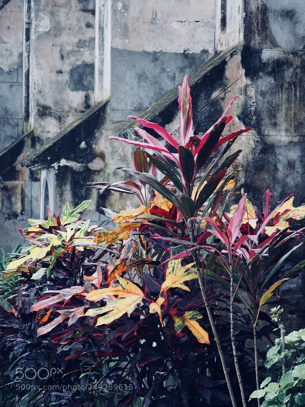 Olympus OM-D E-M10 II sample photo. Colours of decay-nature s photography