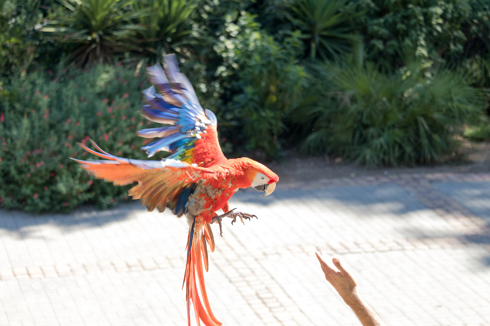 Canon EOS 80D sample photo. Friendship between bird and photography