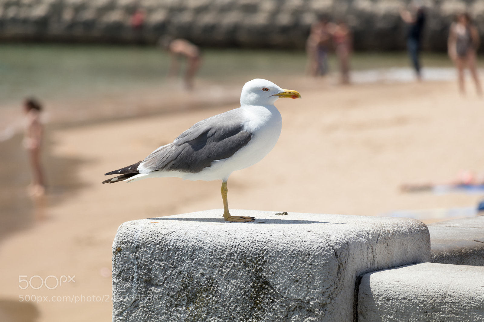 Canon EOS 80D sample photo. Seagulls and the sea 1 photography