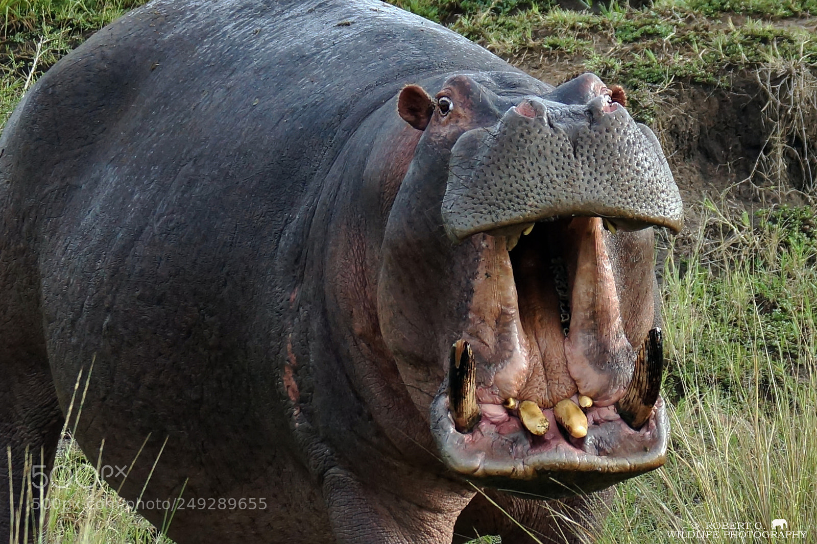 Sony SLT-A77 sample photo. Grumpy hippo photography
