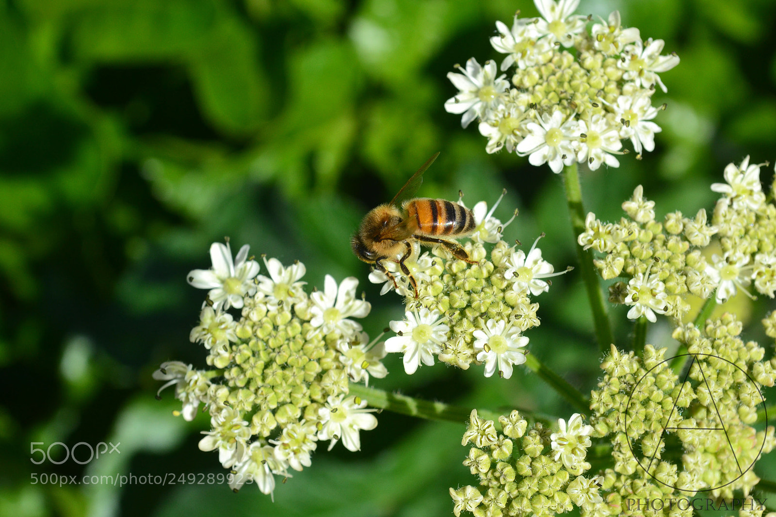 Nikon D3100 sample photo. Collecting pollen photography