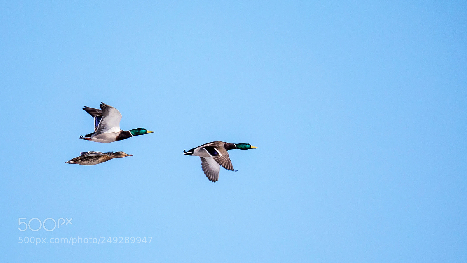 Canon EOS 5D Mark IV sample photo. Ducks in flight photography