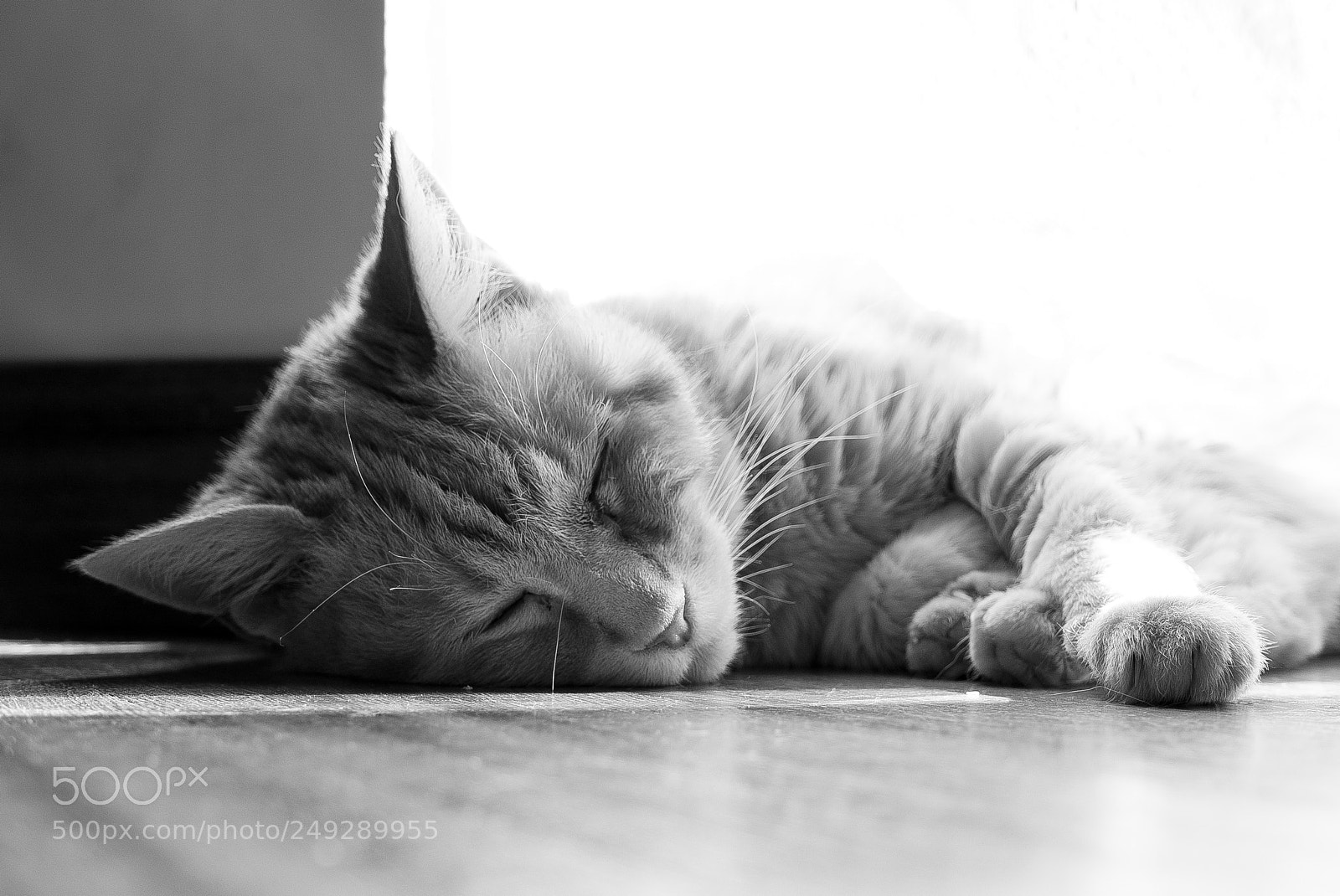 Panasonic Lumix DMC-LX100 sample photo. Gretel photography