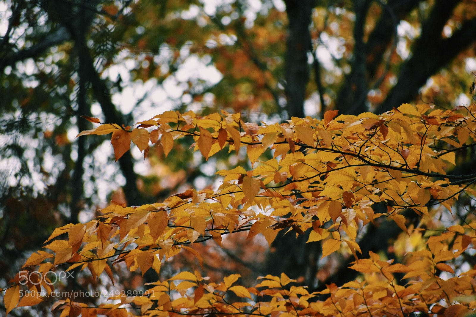 Nikon D3400 sample photo. Leaf me alone photography