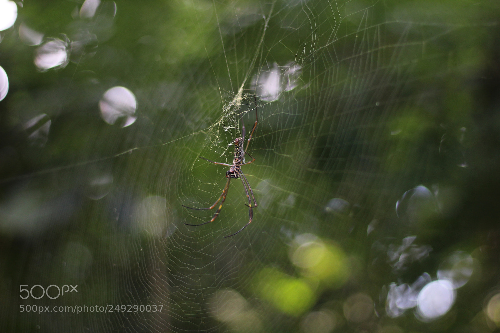 Canon EOS 1200D (EOS Rebel T5 / EOS Kiss X70 / EOS Hi) sample photo. Spider bokeh photography