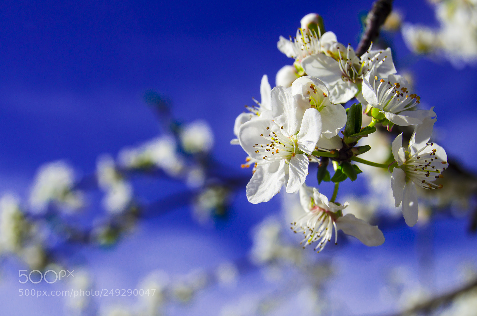 Nikon D5100 sample photo. Erik dalı photography