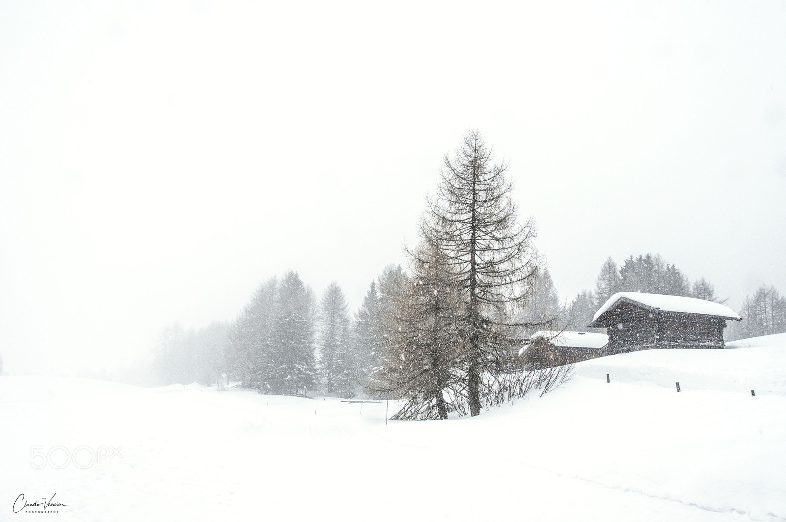 Nikon D5600 sample photo. Snowy day photography