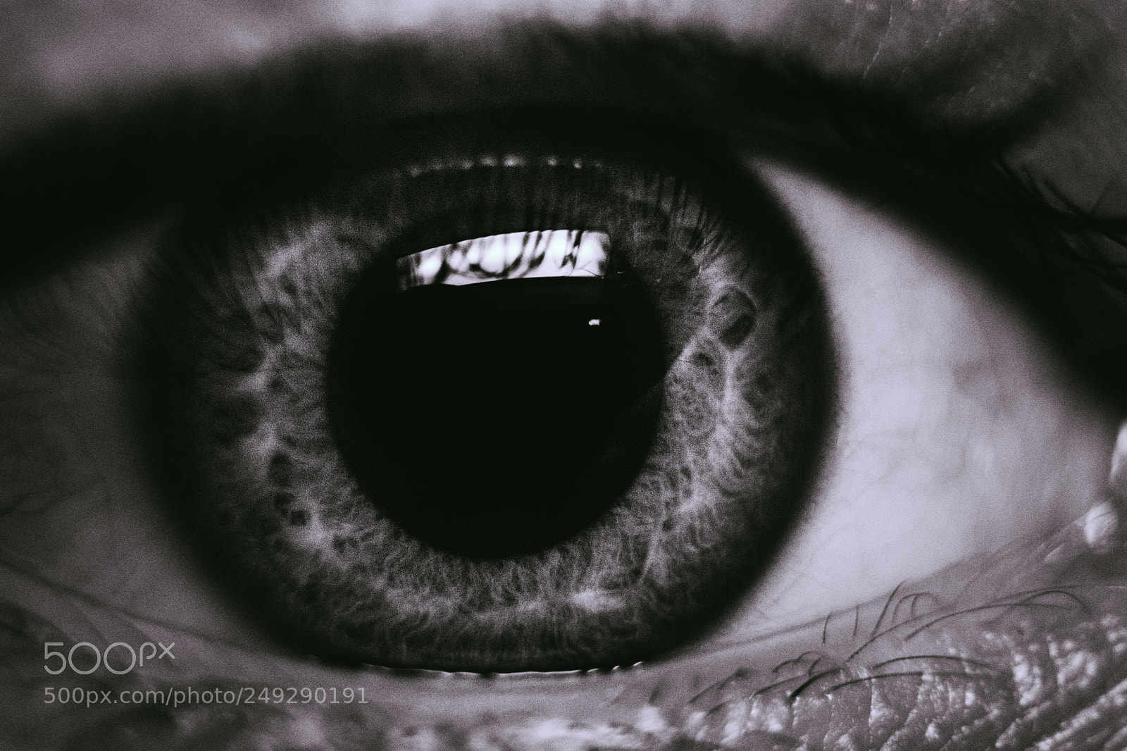Nikon D3300 sample photo. Iris photography