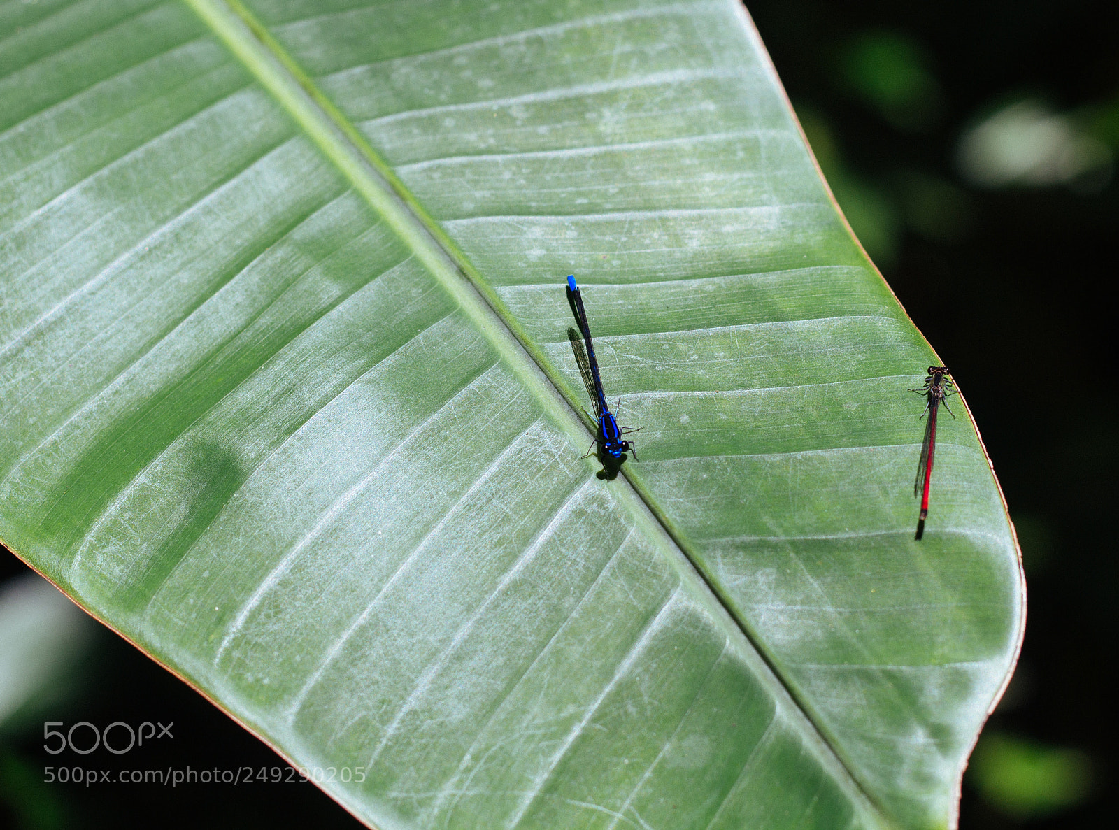 Canon EOS 1200D (EOS Rebel T5 / EOS Kiss X70 / EOS Hi) sample photo. Dragonflies at banana tree photography