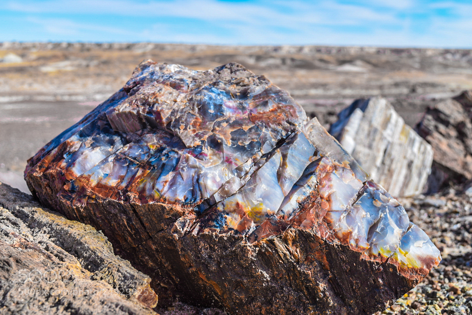 Nikon D3300 sample photo. Petrified wood photography