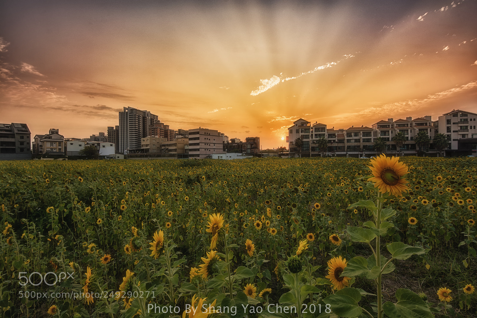 Nikon D7100 sample photo. Sunset sunflower photography