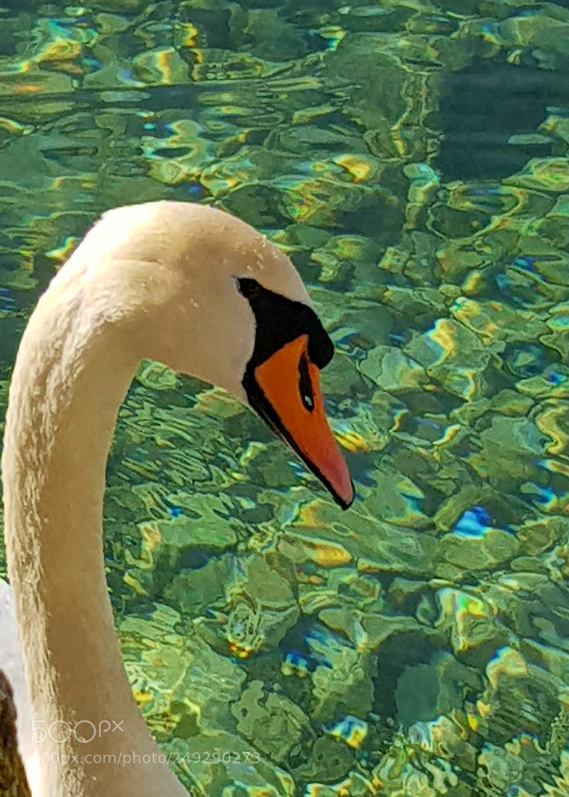 Samsung Galaxy S8 sample photo. Le cygne photography