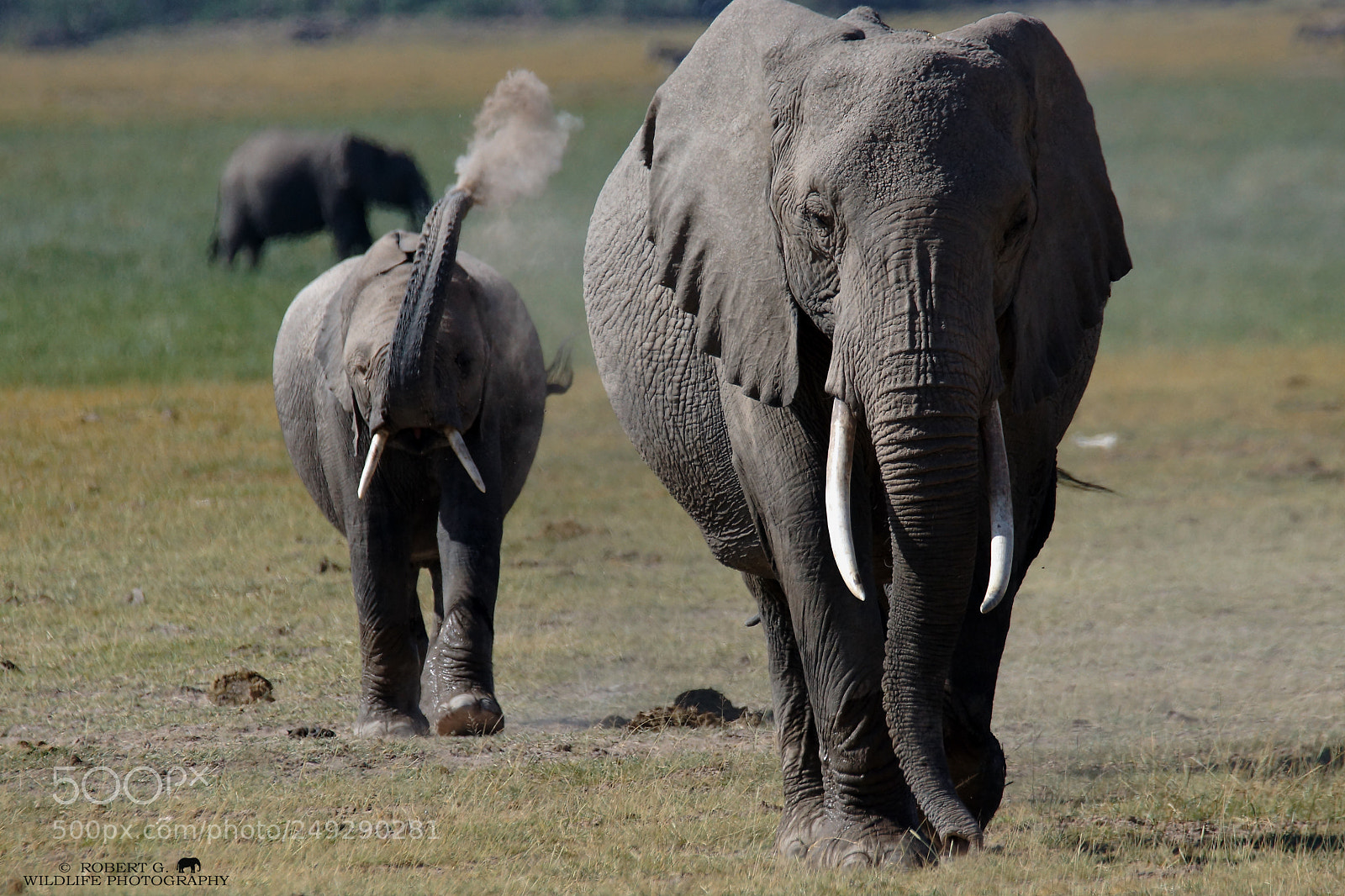 Sony SLT-A77 sample photo. Elephant´s photography