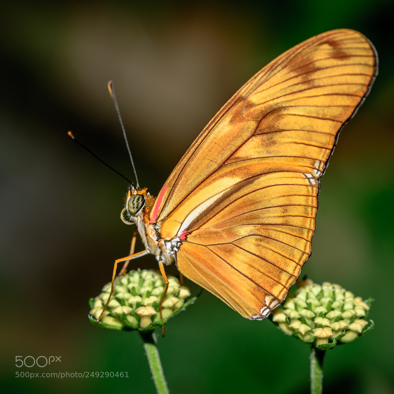 Nikon D7100 sample photo. Batterfly photography