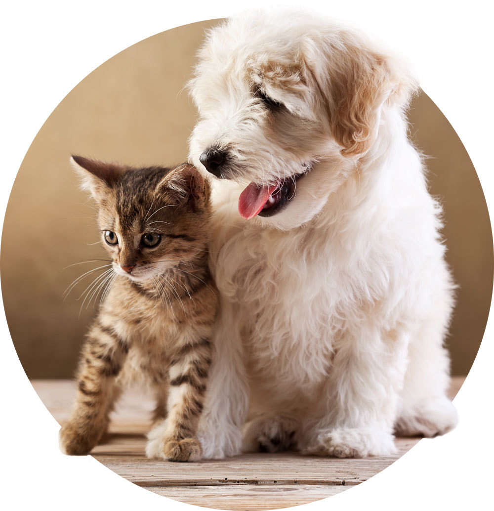 Buy Cbd For Pets Online - Shop Best Pet Cbd