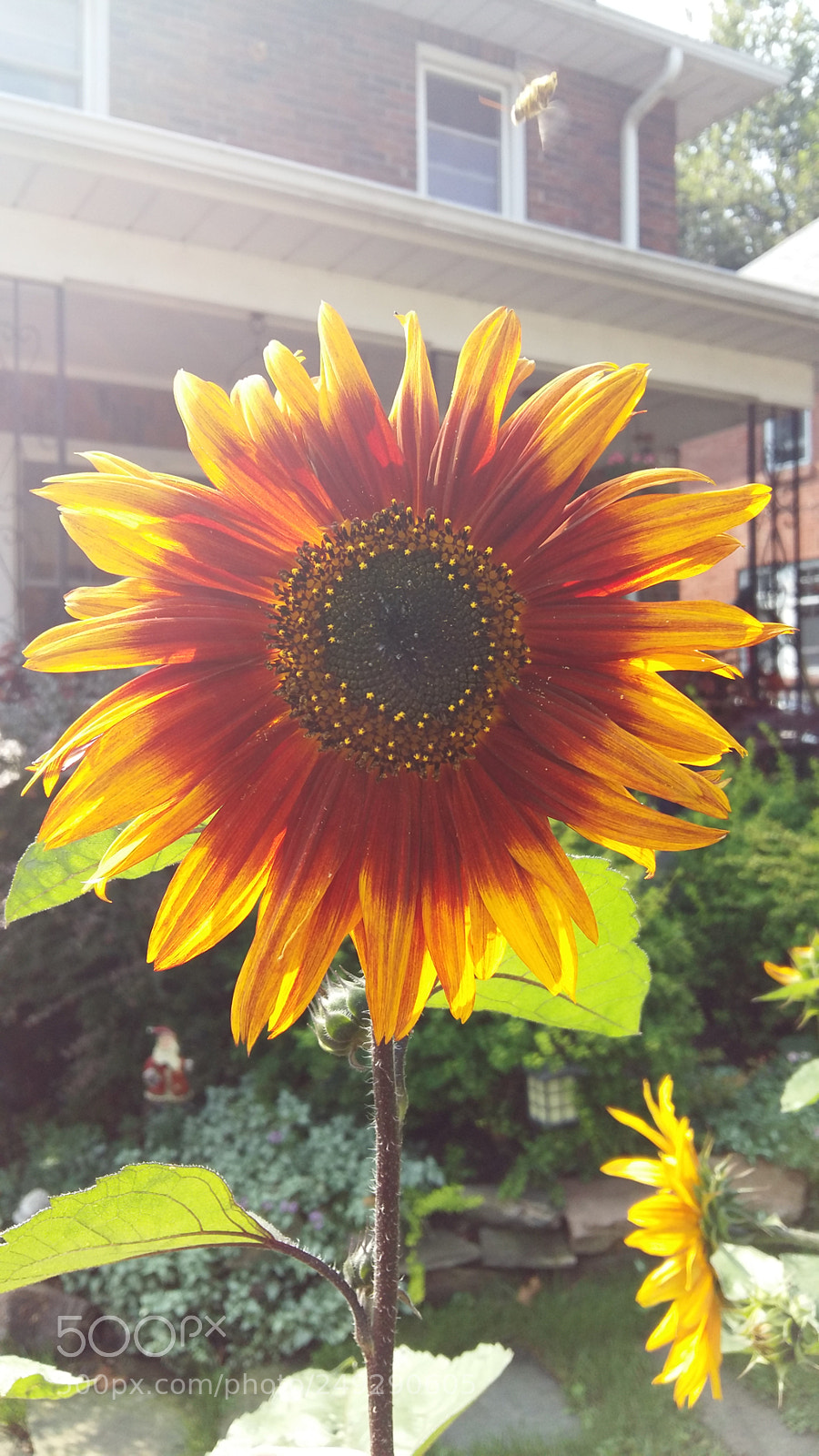 Samsung Galaxy A5 sample photo. Sun flower photography