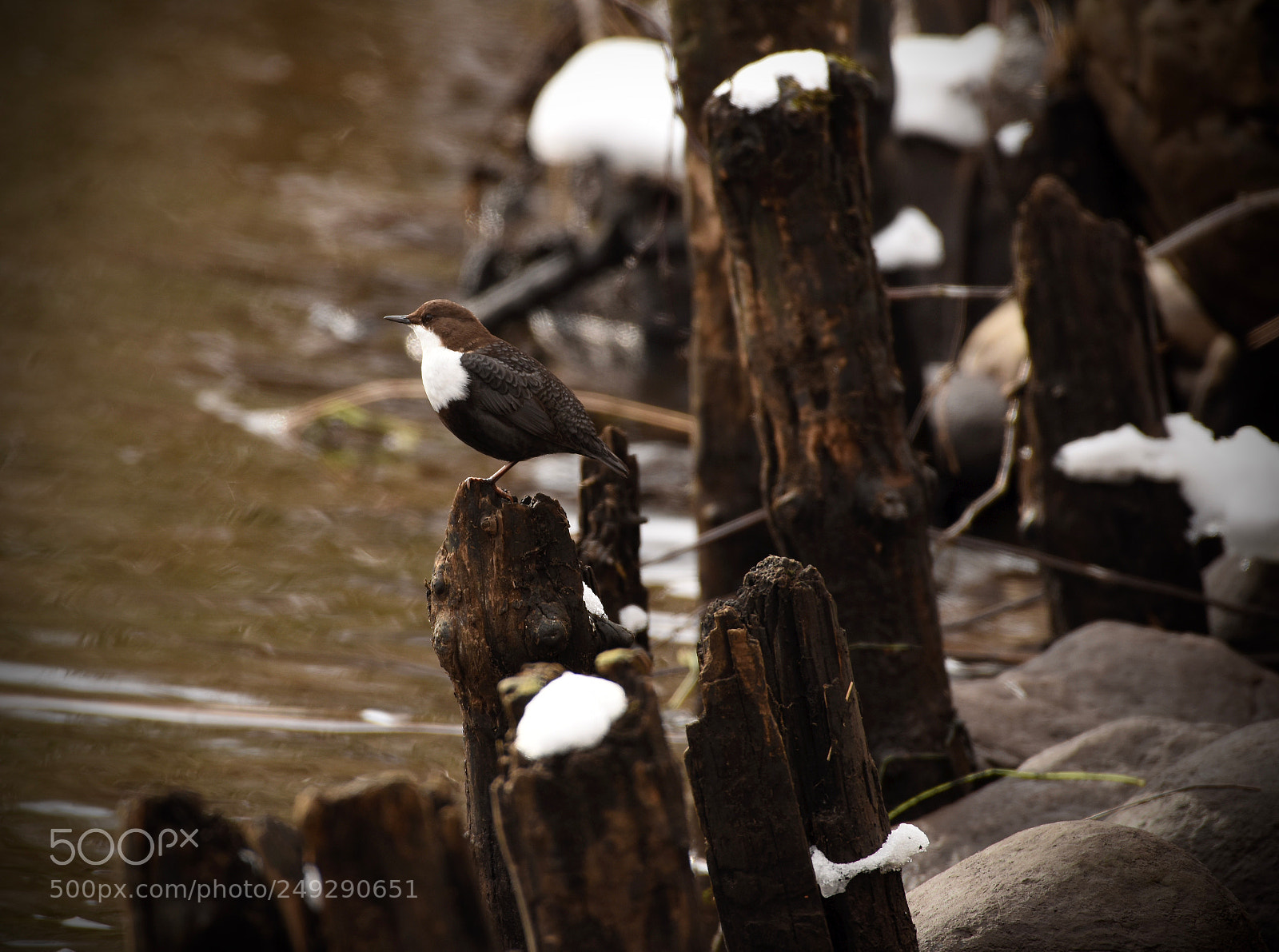 Nikon D810 sample photo. White-troated dipper photography