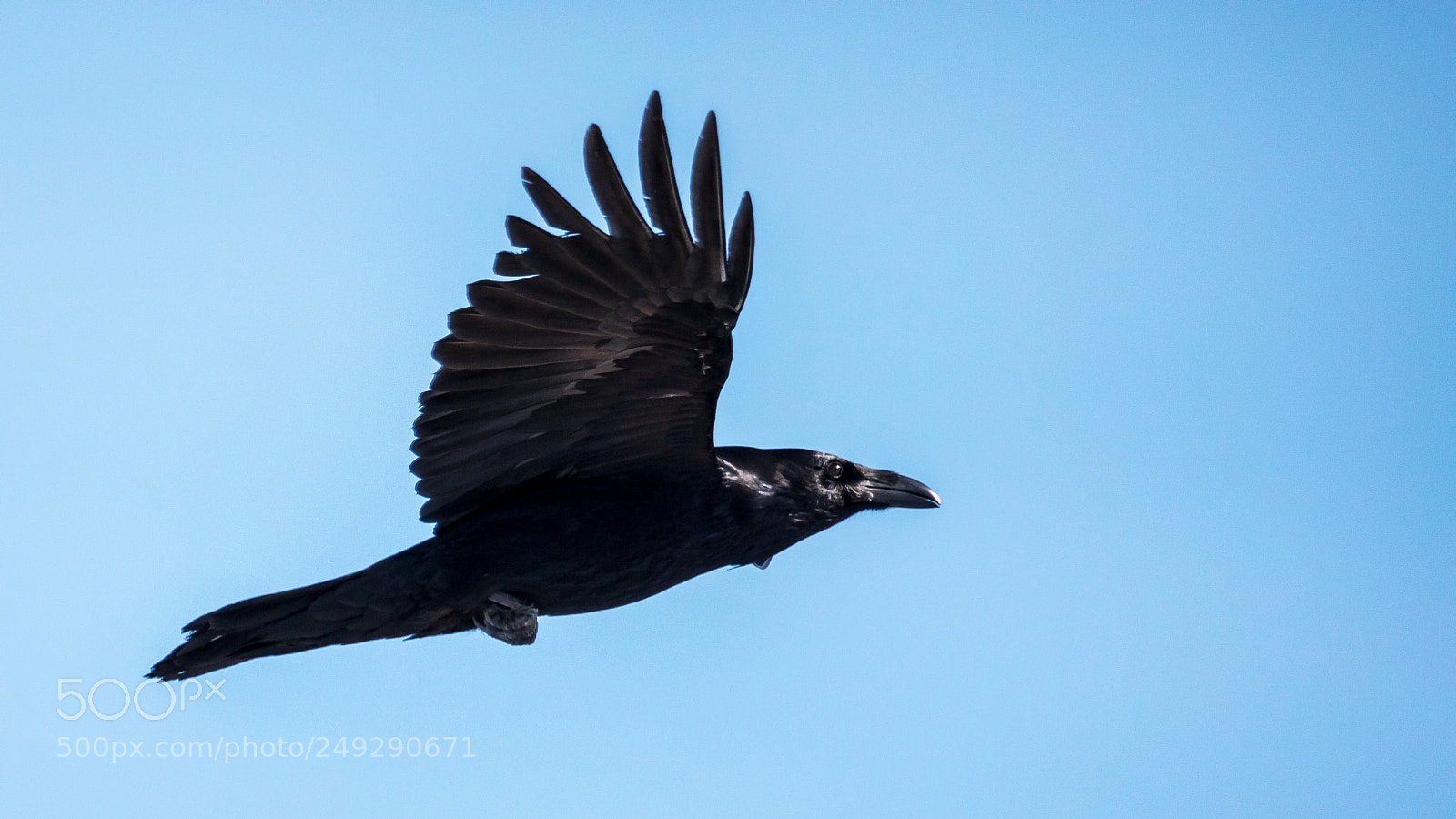Canon EOS 5D Mark IV sample photo. Raven photography